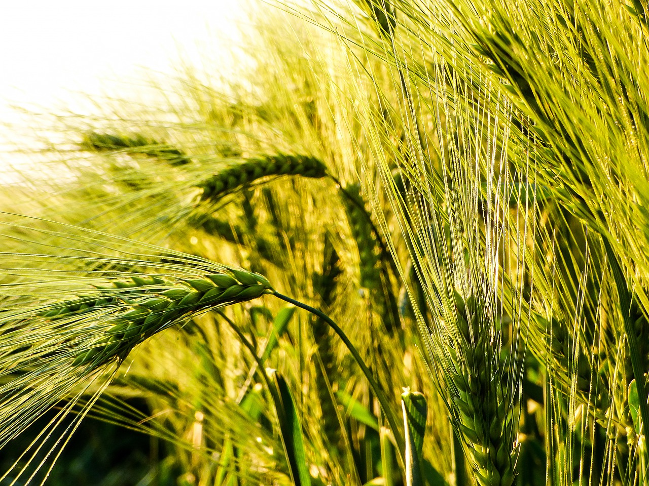 Kvieciai, Grūdai, Pagal Chaitanya K, Rugių Laukas, Kviečių Ausis, Kraštovaizdis, Laukas, Puikūs Planai, Saulės Šviesa, Gamta