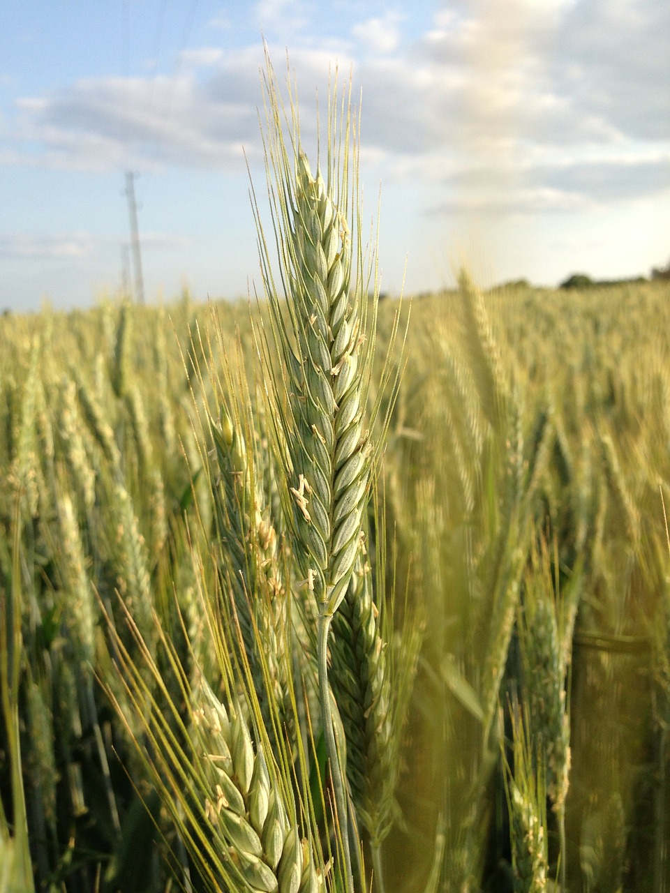 Kvieciai, Rugių Laukas, Grūdai, Žemdirbystė, Kraštovaizdis, Grūdai, Kviečių Smaigalys, Ariamasis, Kukurūzų Laukas, Dangus