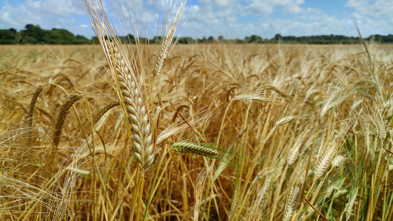 Kvieciai, Javai, Žemdirbystė, Ūkininkavimas, Kaimas, Laukas, Derlius, Kaimas, Žemės Ūkio Paskirties Žemė, Augalas