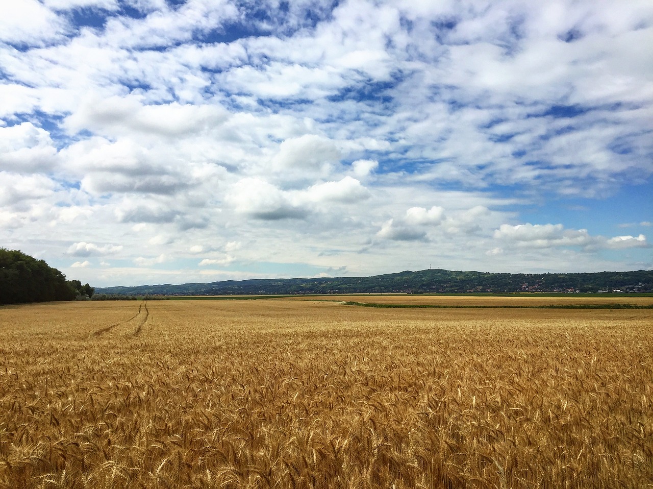 Kvieciai, Pasėlių, Žemdirbystė, Pagal Chaitanya K, Grūdai, Rugių Laukas, Kviečių Ausis, Saulės Šviesa, Grūdinės Kultūros, Kukurūzų Laukas