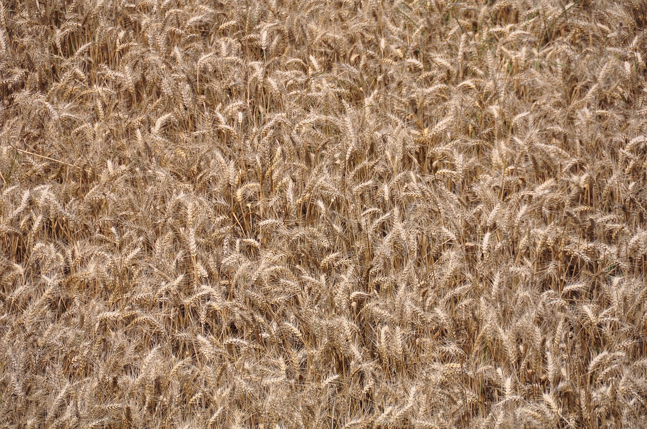 Kvieciai, Pasėlių, Žemdirbystė, Laukas, Grūdai, Auksinis, Nemokamos Nuotraukos,  Nemokama Licenzija