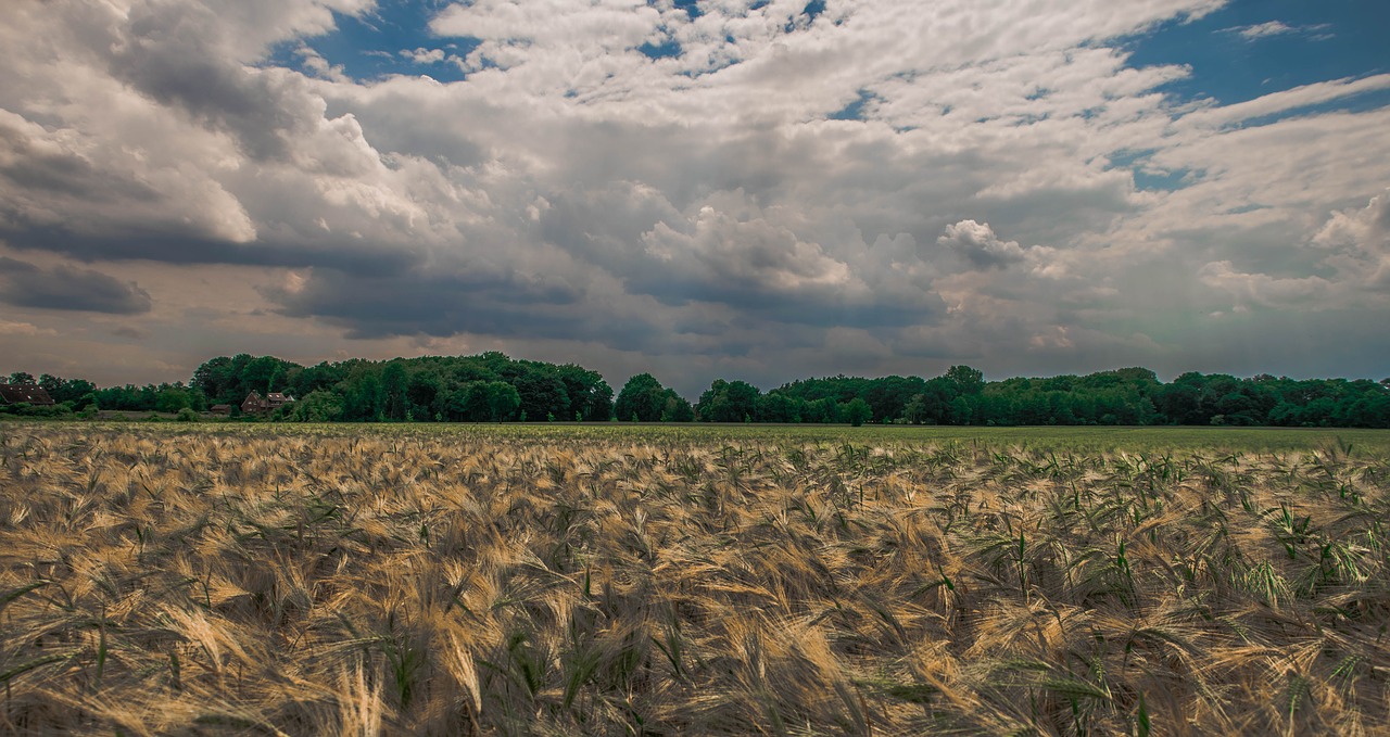 Kvieciai,  Laukas,  Vokietija,  Vasara,  Žemdirbystė,  Derlius,  Kaimo,  Pasėlių,  Kraštovaizdis,  Lauke