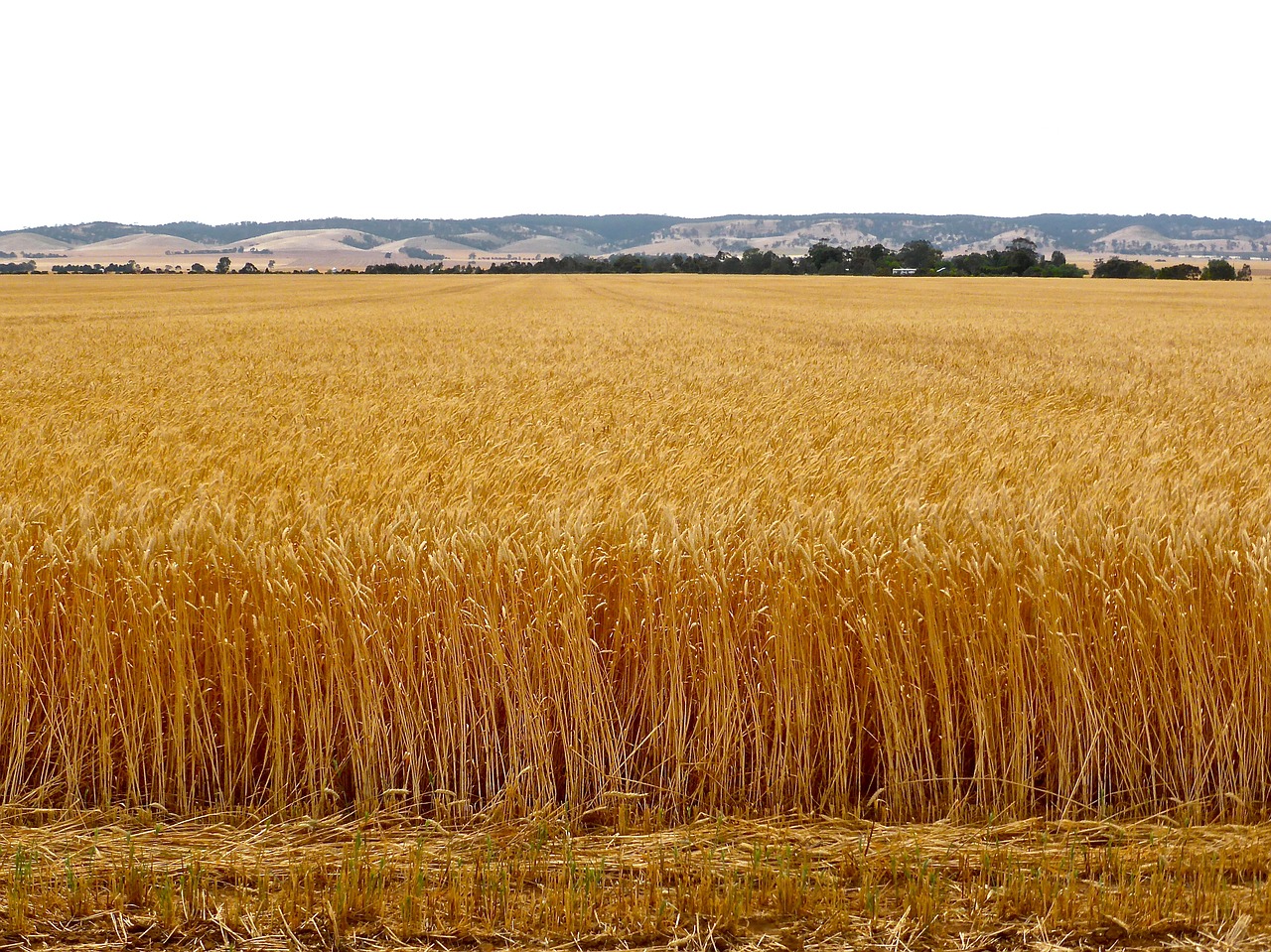 Kvieciai, Pasėlių, Grūdai, Derlius, Ūkis, Javai, Sėkla, Ūkininkavimas, Auksinis, Žemdirbystė