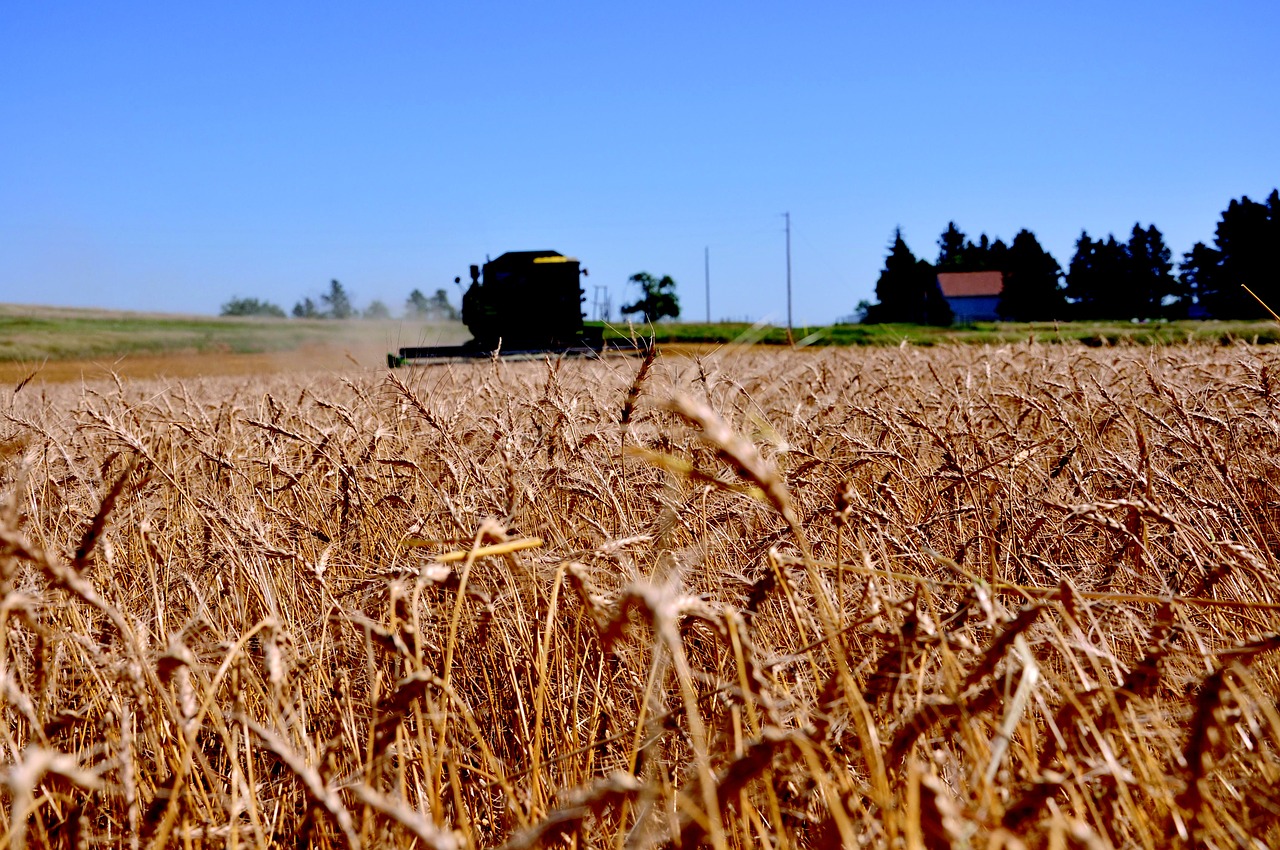 Kvieciai,  Šiaurės Dakota,  Laukas,  Pasėlių,  Kaimas,  Mėlynas Dangus,  Ūkininkavimas, Nemokamos Nuotraukos,  Nemokama Licenzija