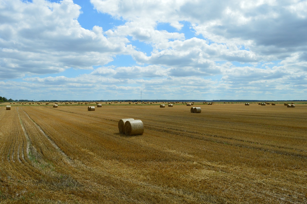 Kvieciai, Laukas, Žemdirbystė, Derliaus Nuėmimas, Šiaudai, Ritinys, Krūva, Geltona, Ūkis, Krūva