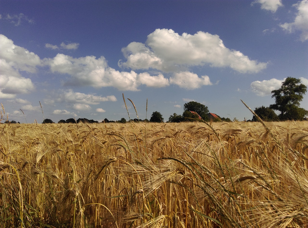 Rugių Laukas, Vasara, Sausas, Kraštovaizdis, Nemokamos Nuotraukos,  Nemokama Licenzija