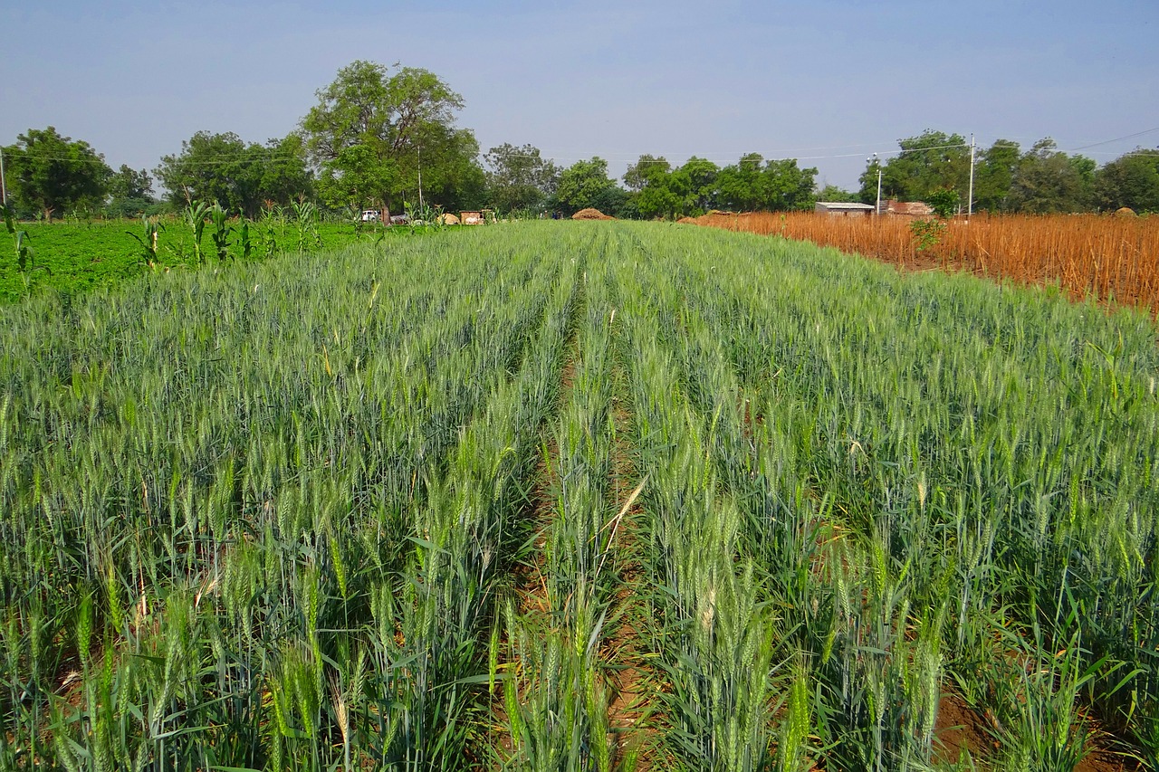 Rugių Laukas, Neprinokęs, Pasėlių, Žemdirbystė, Ūkis, Javai, Karnataka, Indija, Nemokamos Nuotraukos,  Nemokama Licenzija