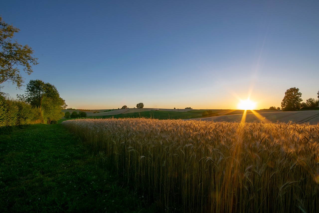 Rugių Laukas,  Vasara,  Kvieciai,  Pobūdį,  Laukas,  Grūdų,  Žemdirbystė,  Grūdai,  Niva,  Kraštovaizdis