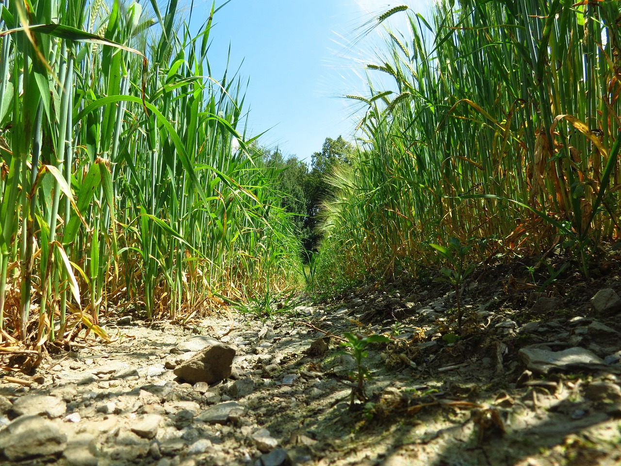 Rugių Laukas, Kvieciai, Žemdirbystė, Plantacija, Laukas, Nemokamos Nuotraukos,  Nemokama Licenzija