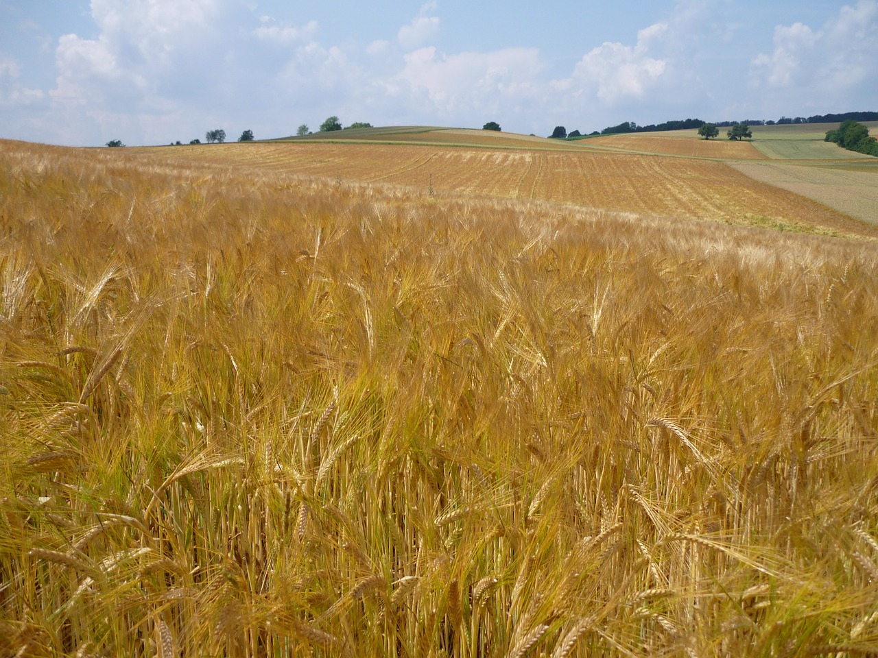 Rugių Laukas, Kvieciai, Grūdai, Žemdirbystė, Kraštovaizdis, Augalas, Vaizdingas, Grūdai, Kviečių Smaigalys, Spiglys