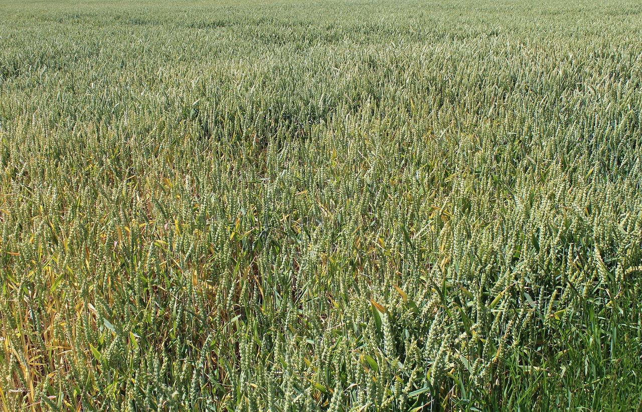 Rugių Laukas, Žolė, Kvieciai, Triticum Aestivum, Nemokamos Nuotraukos,  Nemokama Licenzija