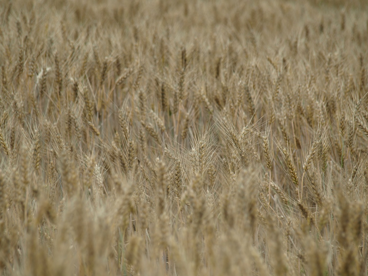 Rugių Laukas, Kvieciai, Grūdai, Spiglys, Grūdai, Kukurūzų Laukas, Ariamasis, Laukas, Kviečių Smaigalys, Aukso Geltona