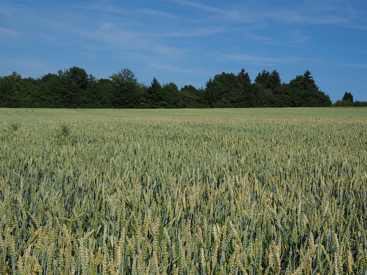 Rugių Laukas, Kvieciai, Grūdai, Ausis, Grūdai, Kukurūzų Laukas, Maistas, Žemdirbystė, Augalas, Tvirtas