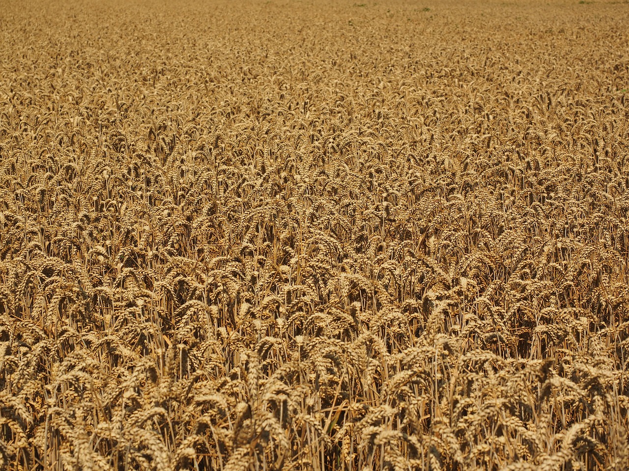 Rugių Laukas, Kukurūzų Laukas, Daug, Kvieciai, Spiglys, Grūdai, Grūdai, Laukas, Augalas, Duonos Kviečiai