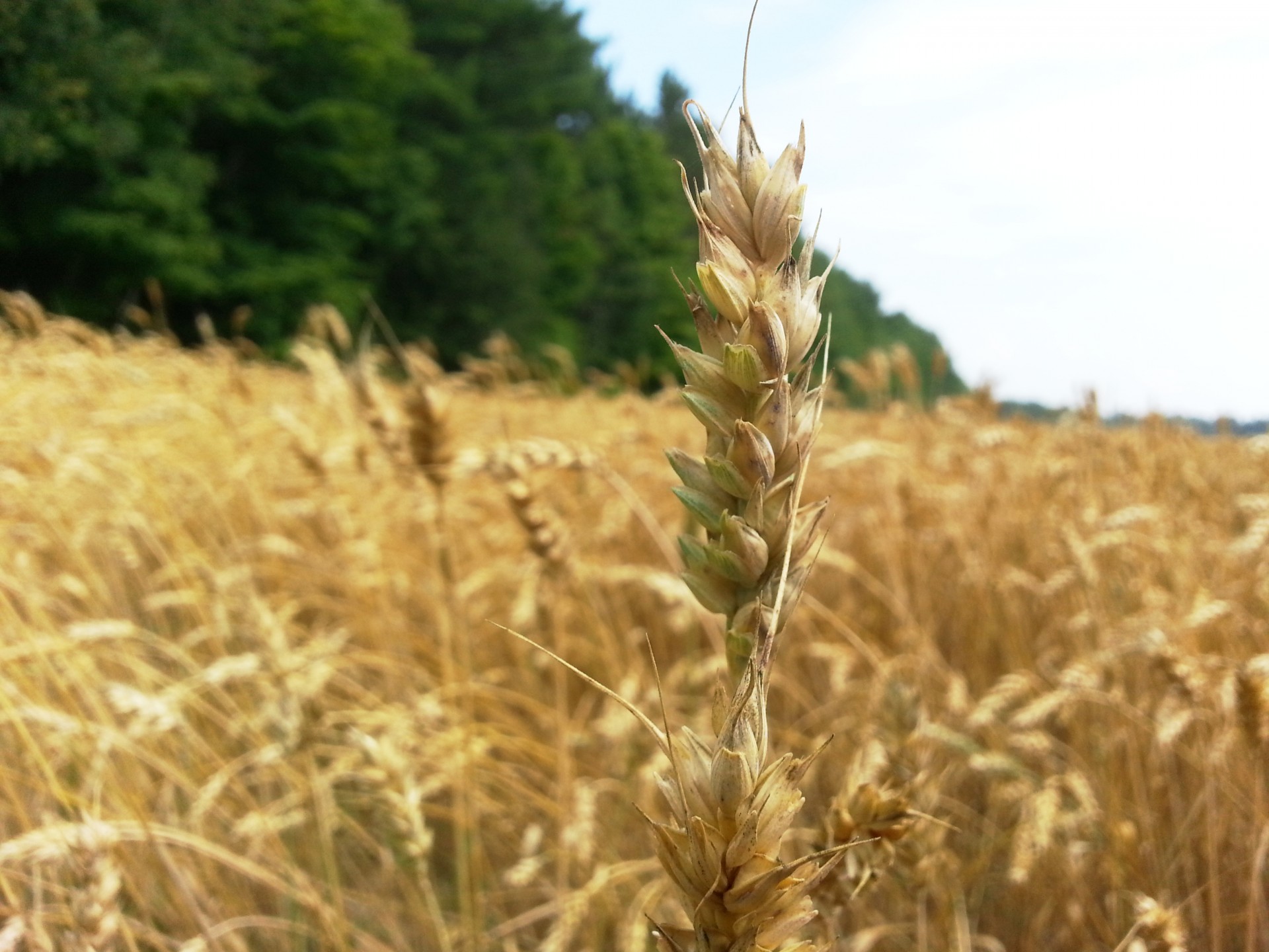 Kvieciai,  Laukai,  Žemdirbystė,  Ūkininkavimas,  Maistas,  Maitinti,  Valgymas,  Grūdai,  Kviečių Grūdų Laukas, Nemokamos Nuotraukos