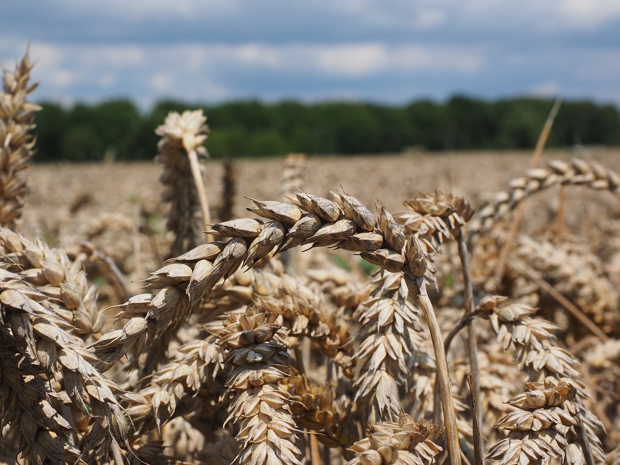 Kviečių Smaigalys, Kvieciai, Grūdai, Grūdai, Laukas, Rugių Laukas, Kukurūzų Laukas, Augalas, Valgyti, Maistas