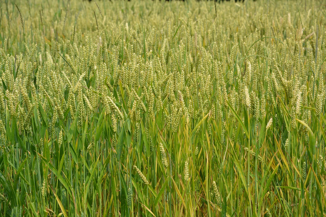 Kviečiai, Grūdai, Šuoliai, Duona, Gamta, Žemdirbystė, Kraštovaizdis, Nemokamos Nuotraukos,  Nemokama Licenzija