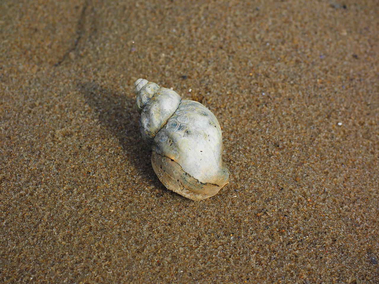 Whelk, Sraigė, Gyvūnas, Buccinum Undatum, Ragas Sraigė, Buccinidae, Buccinum, Vatai, Wadden Jūra, Šiaurės Jūra