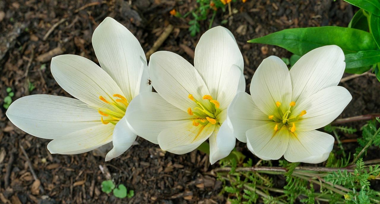 O,  Crocus,  Šviesus,  Spalva,  Žiema,  Gėlė,  Gamta,  Flora,  Žiedlapis,  Žydi