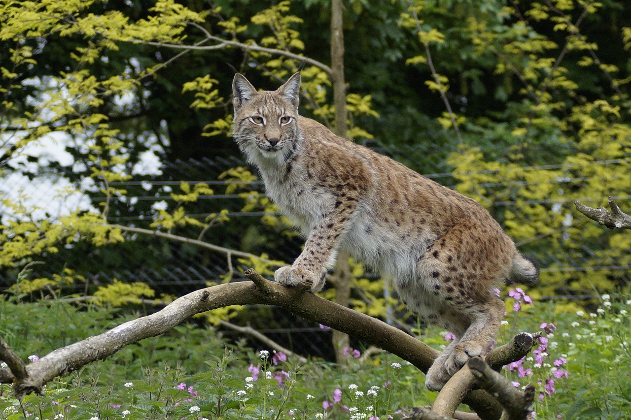 Whipsnade Zoologijos Sodas,  Katė,  Bedfordshire,  Gamta,  Medis,  Anglija, Nemokamos Nuotraukos,  Nemokama Licenzija