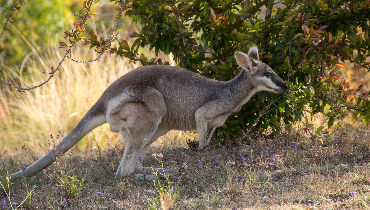 Banglentė Wallaby, Gana-Veidas Wallaby, Macropus Parryi, Ruda, Pilka, Hopping, Juda, Australia, Queensland, Marsupial