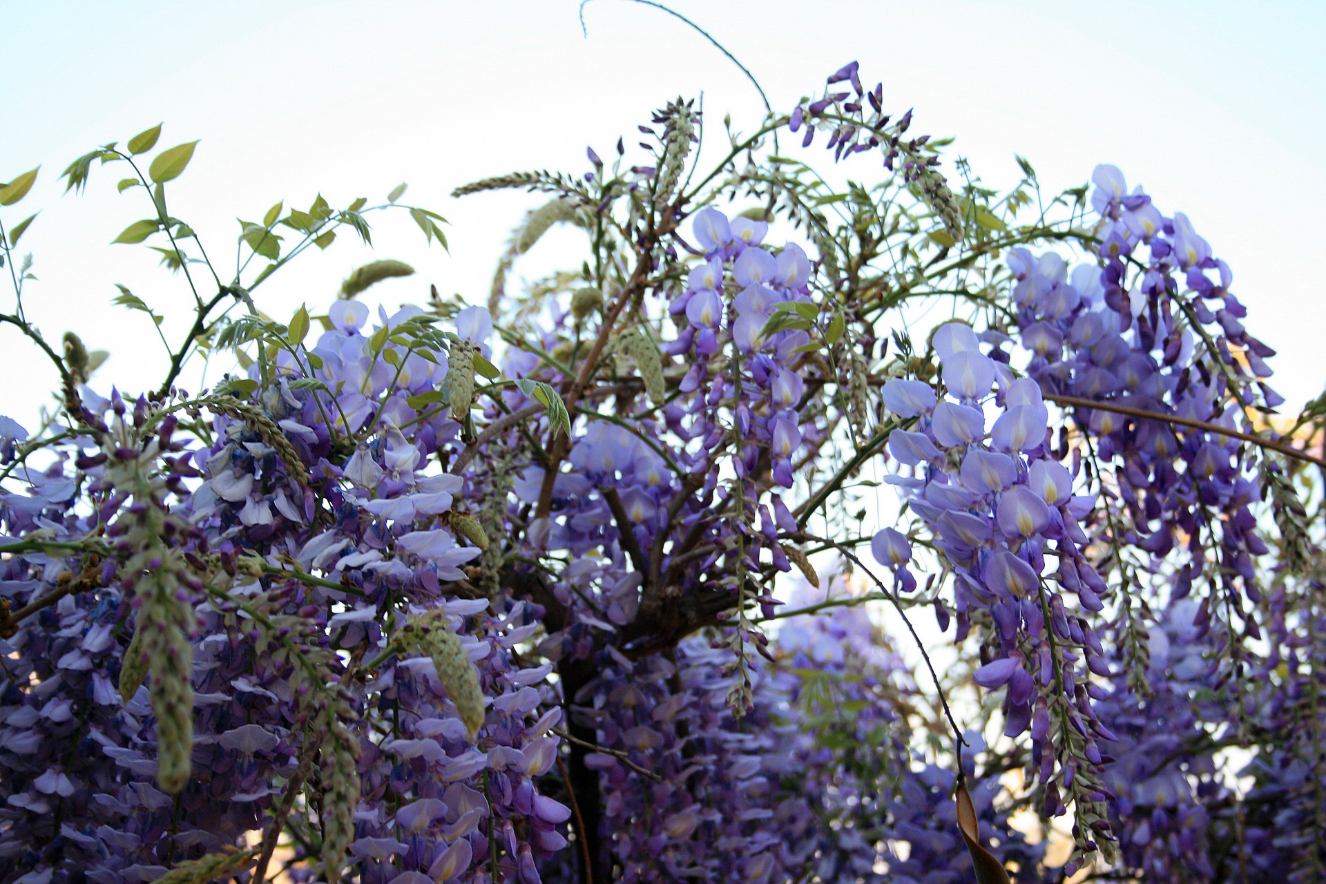 Creeper,  Gėlės,  Kekės,  Mėlynas,  Violetinė,  Skanėsto,  Wisteria Creeper, Nemokamos Nuotraukos,  Nemokama Licenzija