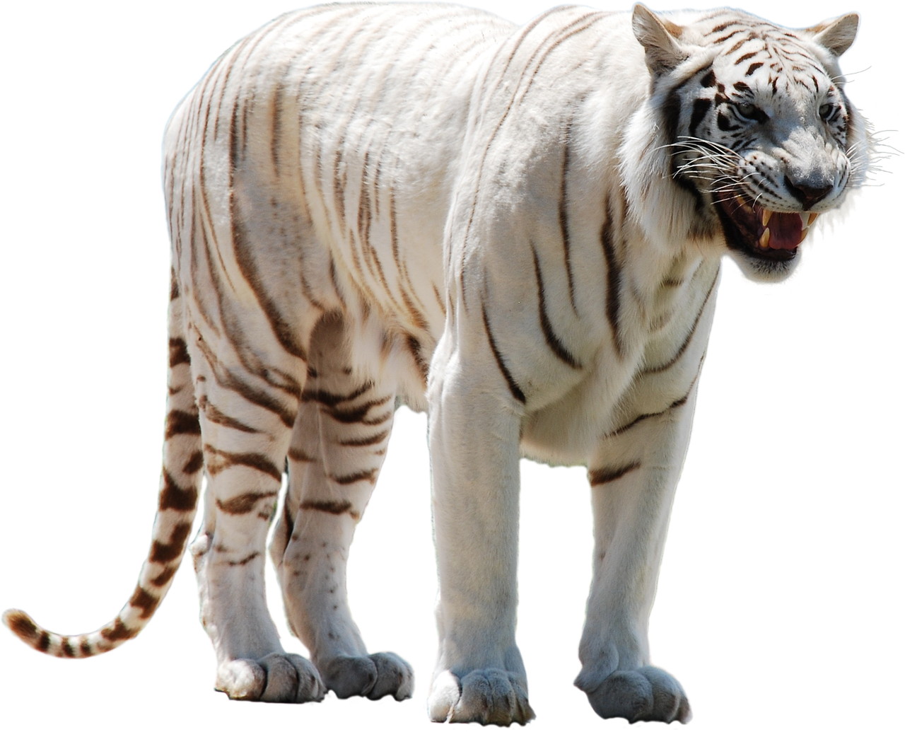 Balta, Tigras, Plėšrūnas, Katė, Didelis, Laukiniai, Gyvūnas, Žinduolis, Juostelės, Pavojus