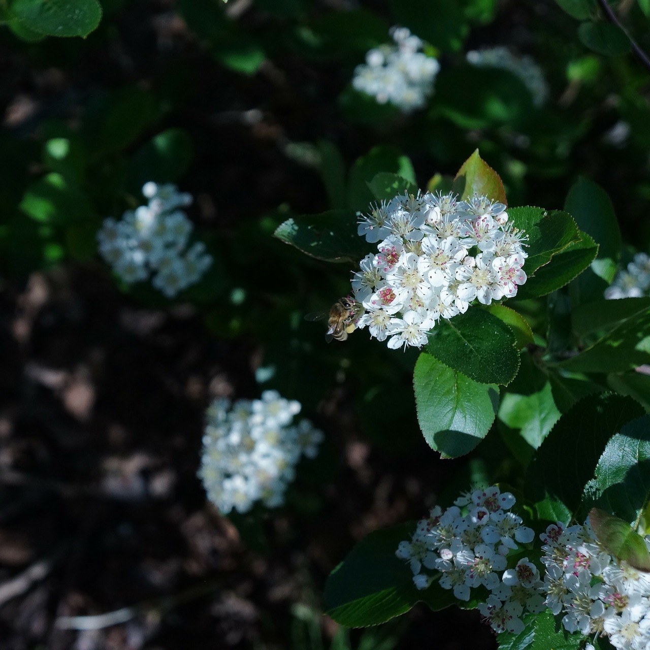 Balta, Gėlė, Aronia, Bičių, Ampianinen, Augalas, Gamta, Nemokamos Nuotraukos,  Nemokama Licenzija