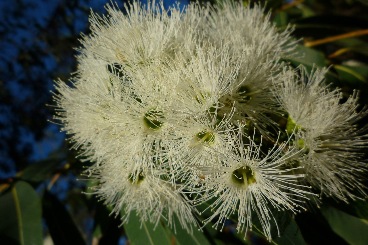 Balta, Žydėjimo Guma, Australia, Eukaliptas, Gimtoji, Flora, Medis, Nemokamos Nuotraukos,  Nemokama Licenzija