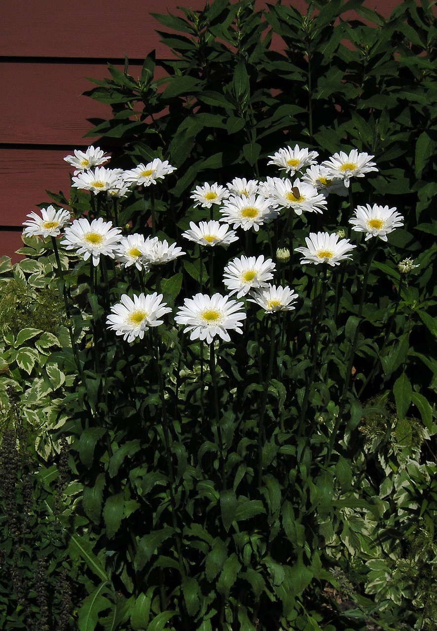 Balta, Daisy, Grupė, Gėlė, Grožis, Gamta, Atvirai, Žalumos, Sezonas, Vasara