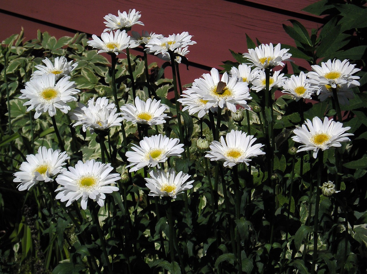 Balta, Daisy, Grupė, Gėlė, Grožis, Gamta, Atvirai, Žalumos, Sezonas, Vasara