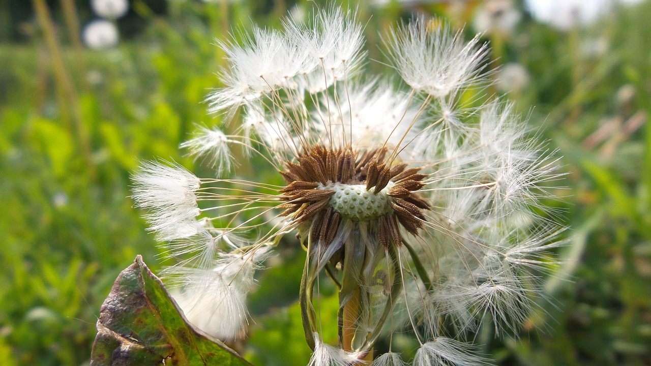 Balta, Išblukęs Kiaulpienė, Pūkas, Žolė, Gėlė, Makro, Nemokamos Nuotraukos,  Nemokama Licenzija