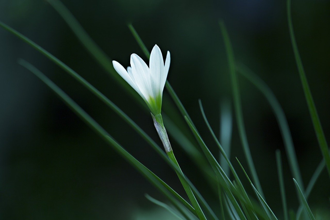 Lietaus Lelija, Atamasco Lily, Balta, Gėlė, Flora, Augalas, Gamta, Dekoratyvinis Augalas, Botanikos, Auginimas