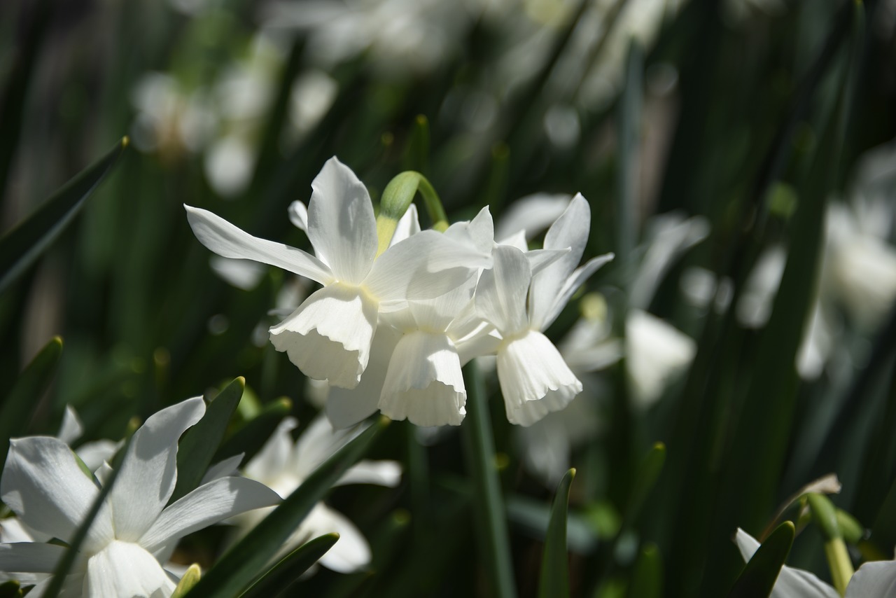 Narcizas, Balta, Gėlė, Daffodil, Gamta, Pavasaris, Balta Gėlė, Žiedlapis, Nemokamos Nuotraukos,  Nemokama Licenzija