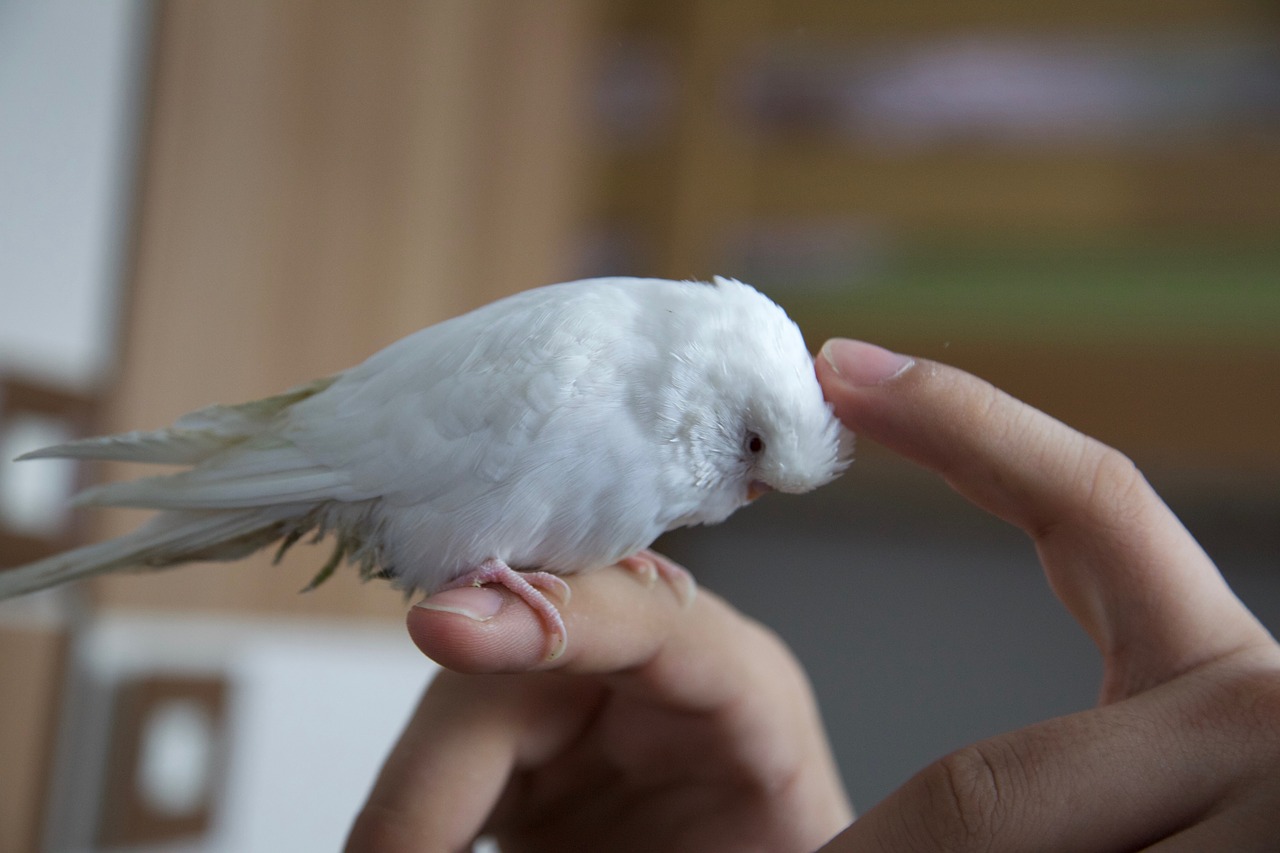 Rankos Stroking, Papūga, Naminis Gyvūnėlis, Paukštis, Balta, Budgie, Nemokamos Nuotraukos,  Nemokama Licenzija