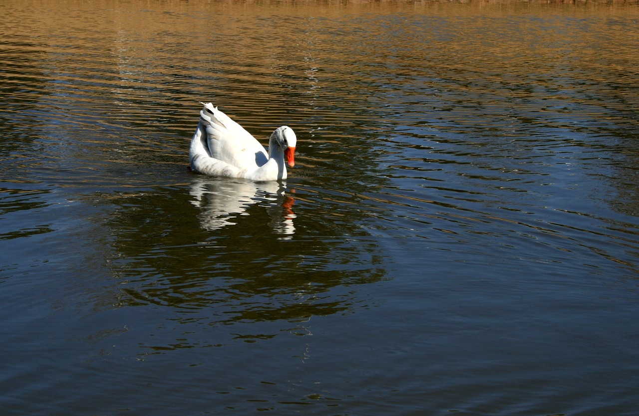 Balta, Antis, Tvenkinys, Antis Ant Vandens, Vandens Ripples, Atspindintis, Vanduo, Atspindys, Taikus, Grakštus