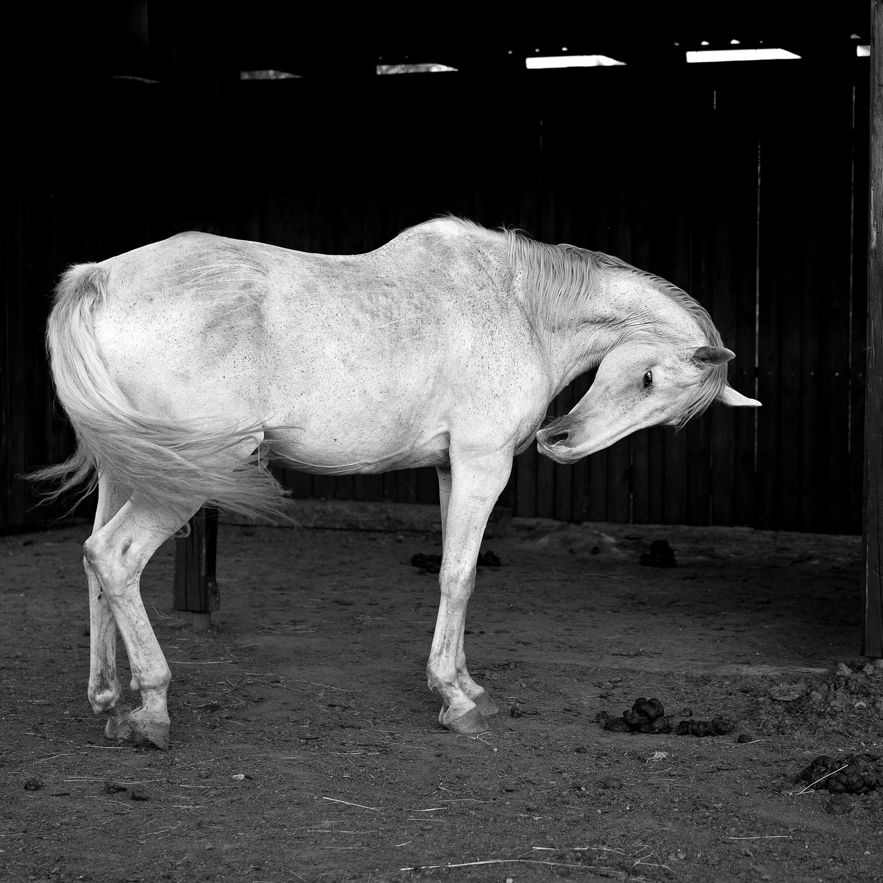 Balta, Arklys, B W Fotografija, Nemokamos Nuotraukos,  Nemokama Licenzija