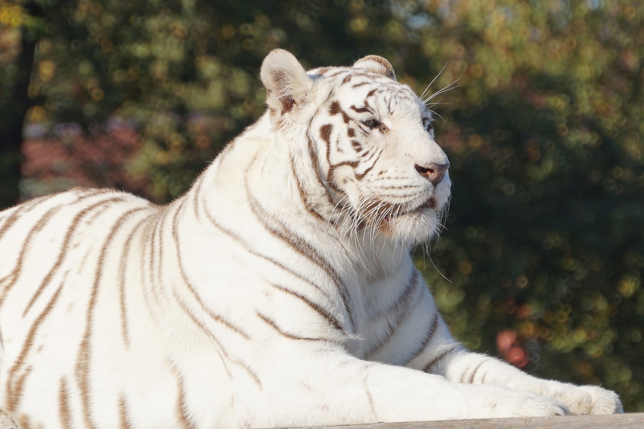 Balta, Tigras, Katė, Baltasis Tigras, Safari, Nemokamos Nuotraukos,  Nemokama Licenzija