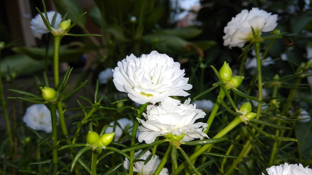 Balta, Gėlė, Gėlė Su Kalei, Budas, Sodo Gėlė, Žydėti, Gamta, Kalee, Fotografija, Žalias