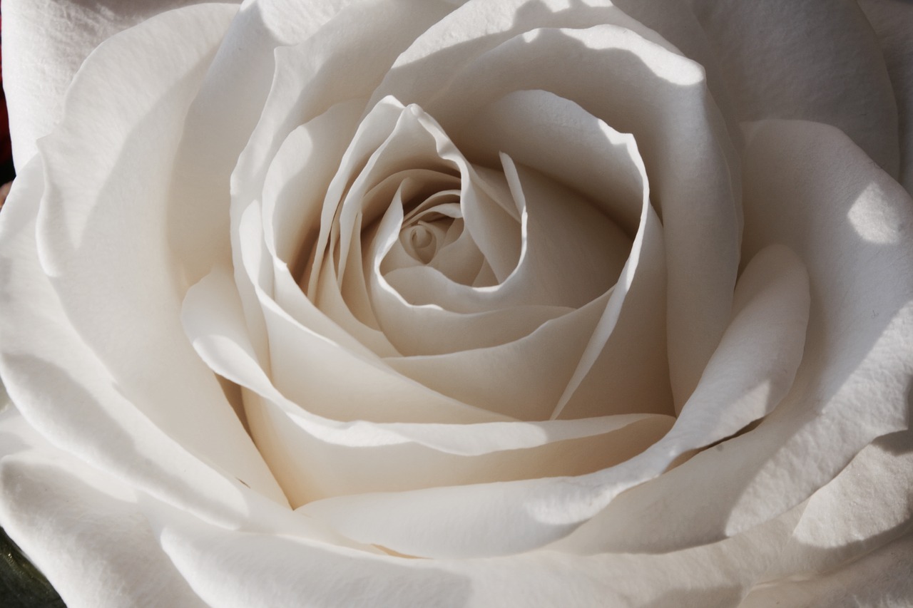 Balta, Rožė, Gėlės, Romantika, Nemokamos Nuotraukos,  Nemokama Licenzija
