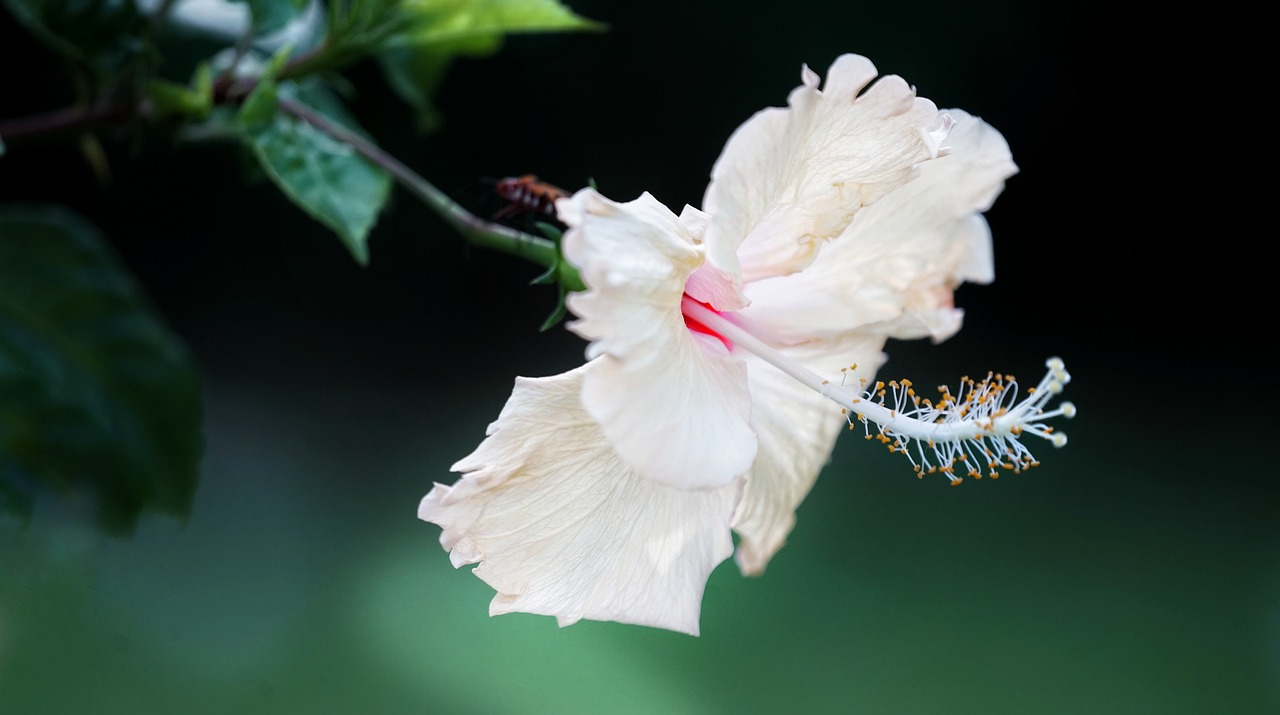 Baltos Spalvos,  Hibiscus,  Žydi,  Puikus,  Elegantiškas,  Floros,  Iš Arti, Nemokamos Nuotraukos,  Nemokama Licenzija