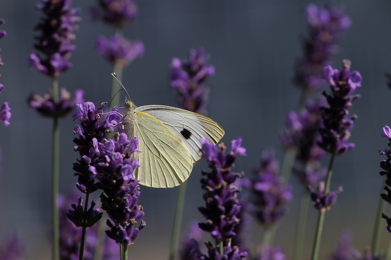 Baltos Spalvos,  Pieris,  Drugelis,  Pieris Brasicae,  Iš Arti,  Sodas,  Drugeliai,  Levandų,  Levandų Žiedų,  Vabzdys