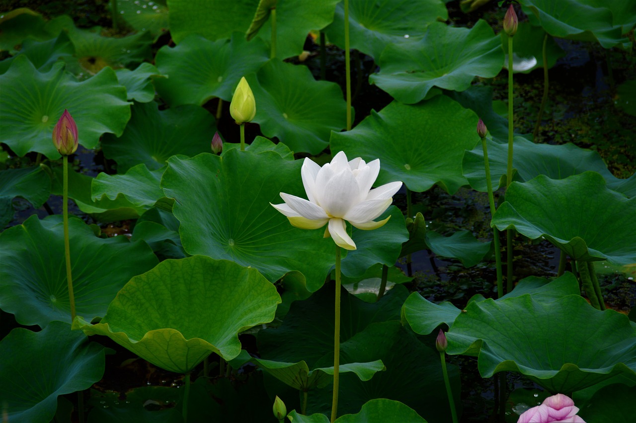 Baltos Spalvos,  Balta Lotoso,  Lotus,  Gėlės,  Balta Gėlė,  Augalai,  Pobūdį,  Vasara,  Gėlė, Nemokamos Nuotraukos