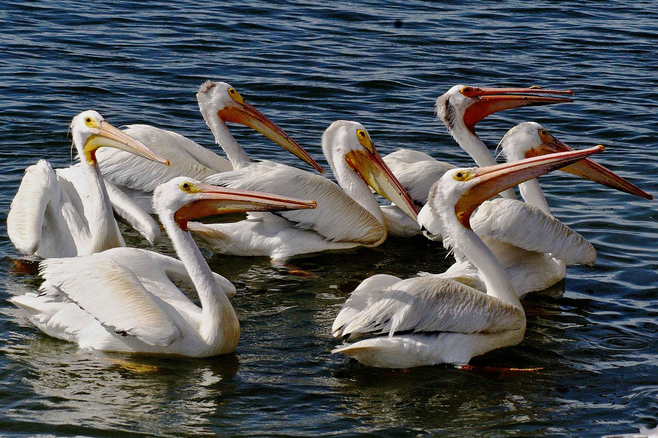 Balta, Amerikietis, Antena, Pelican, Paukščiai, Gyvūnai, Fauna, Nemokamos Nuotraukos,  Nemokama Licenzija