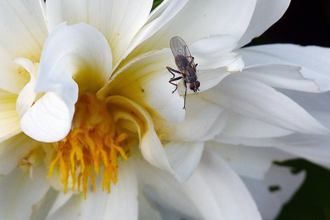 Balta, Dahlia, Skristi, Makro, Gamta, Vabzdys, Nemokamos Nuotraukos,  Nemokama Licenzija