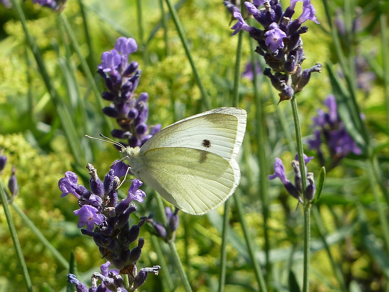 Balta, Levanda, Drugelis, Levandų Gėlės, Makro, Vasara, Gamta, Flora, Kvapus Augalas, Uždaryti