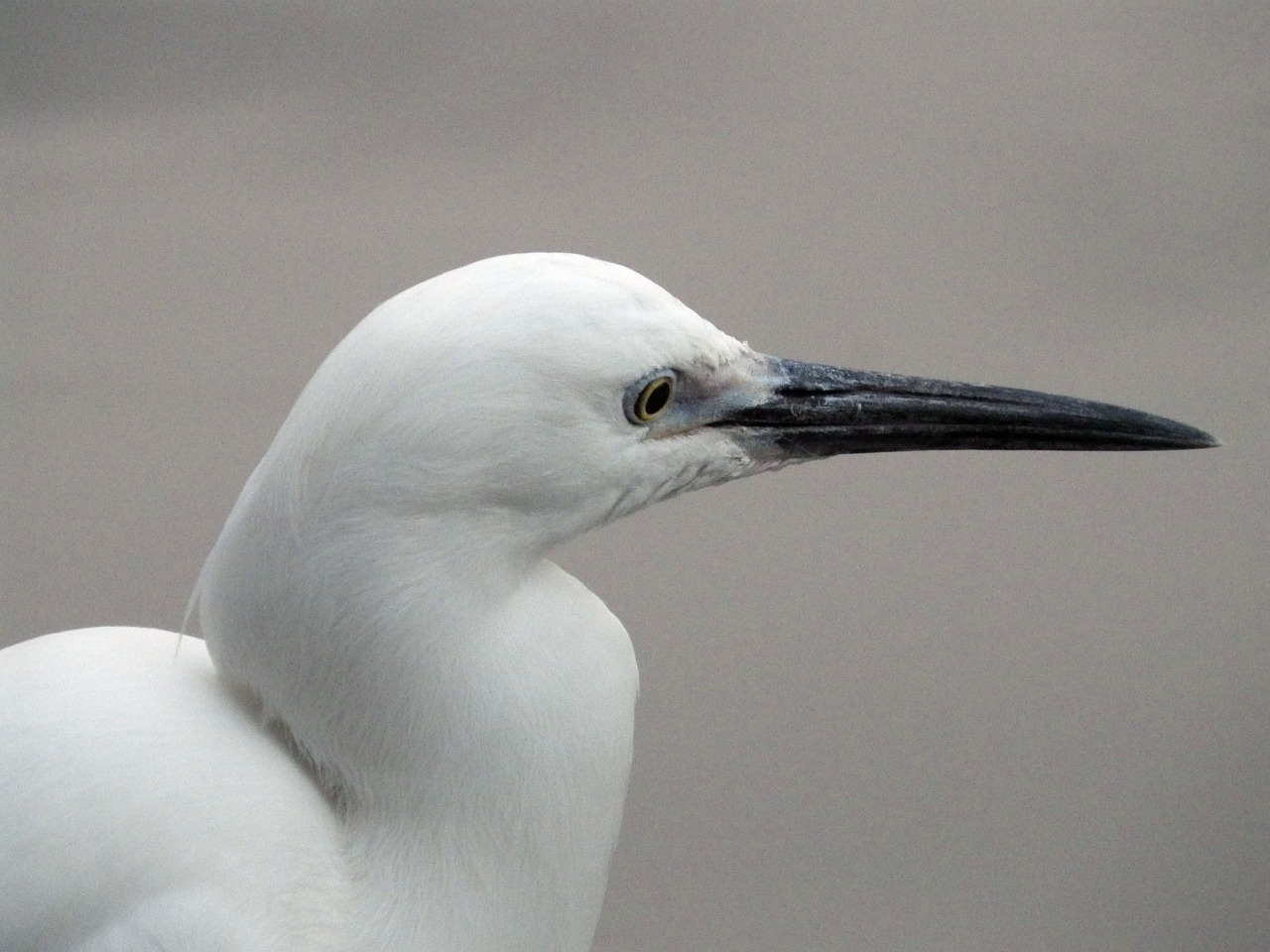 Balta 鷺, Egretta Garzetta, Mažas Baltas 鷺, Balta 鷺 鷺, Bai Ling 鷥, Paukštis, Skristi Paukštis, Nemokamos Nuotraukos,  Nemokama Licenzija