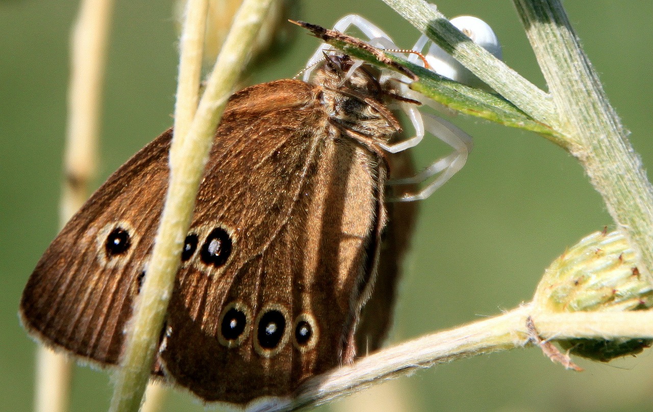 Balta, Krabas, Voras, Gaudyti, Drugelis, Medžioklė, Nemokamos Nuotraukos,  Nemokama Licenzija