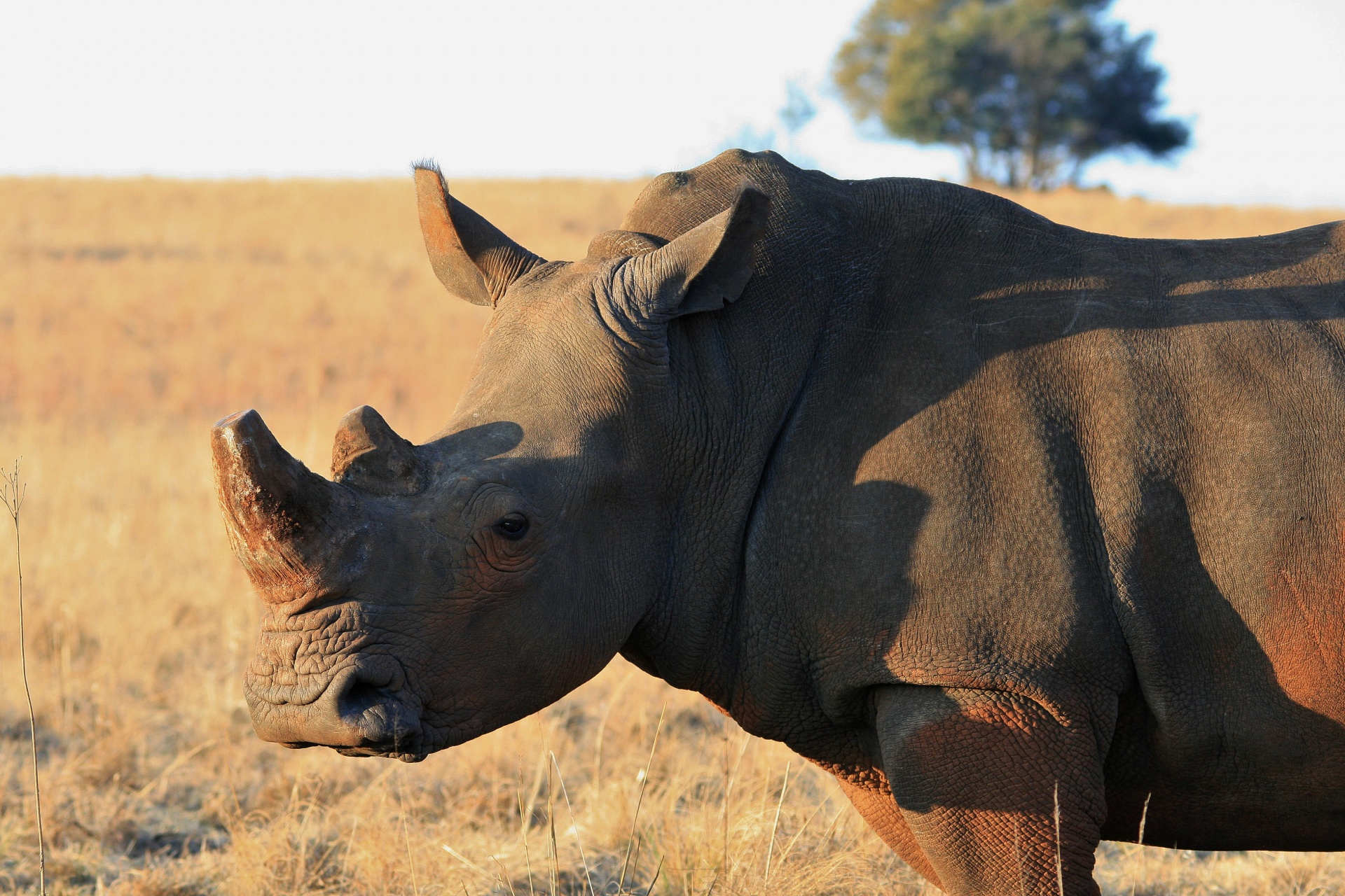 Воловьи птицы и носорог тип. Суматранский носорог. Двурогий носорог. Панцирный носорог. Индийский и Африканский носорог.