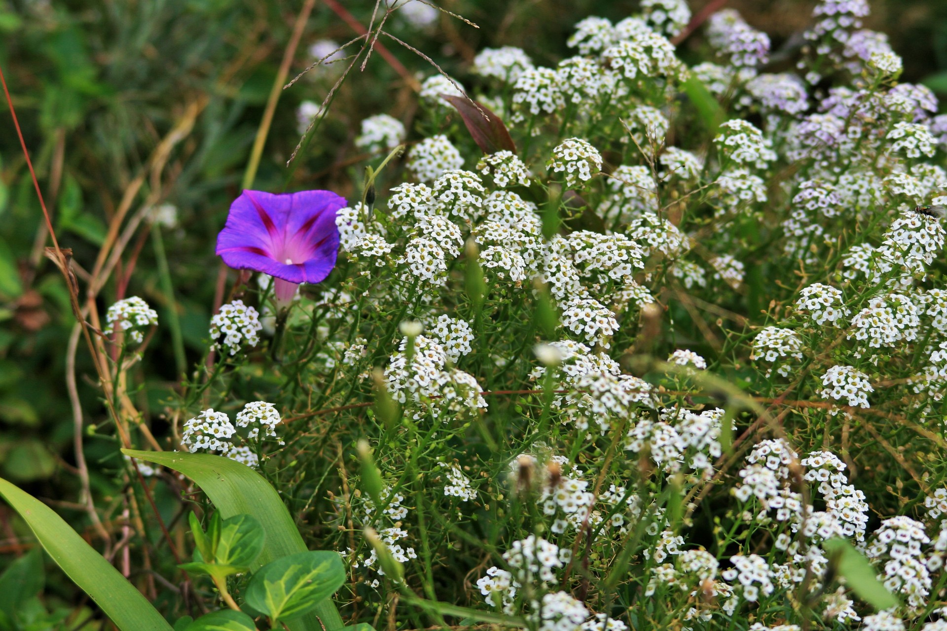 Alyssum,  Gėlės,  Balta,  Subtilus,  Sodas,  Balta Alyssum Ir Ryto Šlovė, Nemokamos Nuotraukos,  Nemokama Licenzija